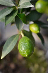 Limequat