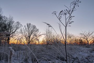 Fototapeta na wymiar Frozen grass and plants in the field during sunset.
