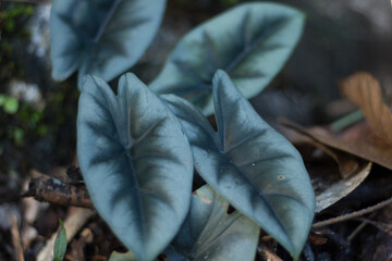 Alocasia reversa in wild Borneo Rainforest