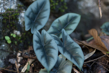 Alocasia reversa in wild Borneo Rainforest