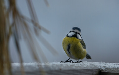 blue tit on a branch in winter