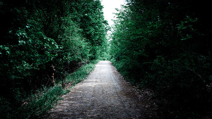 Mystical forest. Dark green forest in the summertime.