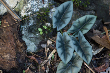 Growing Alocasia Reversa Plants in the Interior of the Borneo Tropical Rainforest, This Photo With Blur or Bokeh Background Effect.