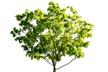 Green oak tree in sunlight, isolated. White background