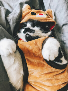 Cute cat in christmas reindeer costume relaxing on bed