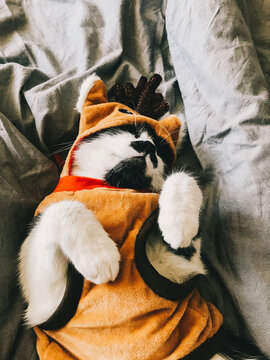 Cute cat in christmas reindeer costume sleeping on bed