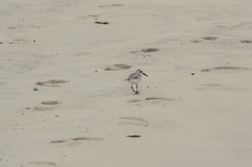 Fototapeta premium a bird walking on the beach