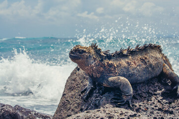 a sea turtle on a rock