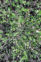 In the spring, Stellaria media grows in nature