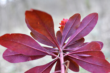 In spring, milkweed (Euphorbia amygdaloides) grows in the wild