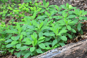 In spring, milkweed (Euphorbia amygdaloides) grows in the wild