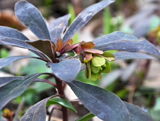 In spring, milkweed (Euphorbia amygdaloides) grows in the wild