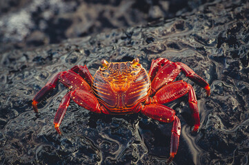 a red and orange sea creature