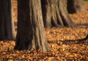Fototapeta premium Fall forest