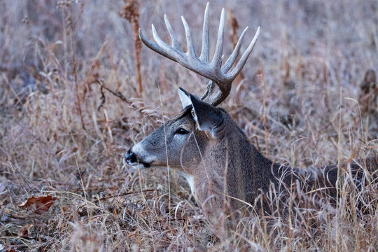 Solitary Whitetail Deer Buck rests in the grass after the rut is over in the Grasslands region of Alberta