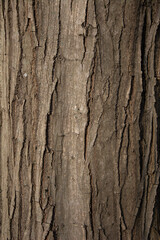 Carpinus betulus, the European or common hornbeam tree trunk. Hornbeam bark. Texture. Background.