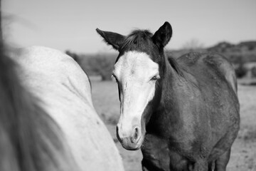 Obraz premium Bald face foal horse with herd close up in black and white.