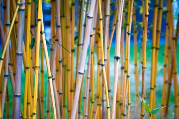 Fototapeta premium Bamboo 
