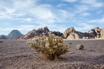 Dry small bush in the Sinai mountains