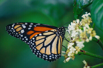 a butterfly on a flower
