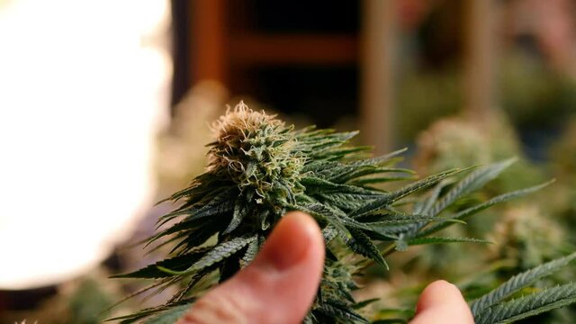 Close up man smelling cannabis plant. Marijuana buds growing. Strong odor  