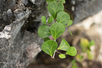 Ficus Deltoidea grows wild in the tropical rain forests of Borneo.