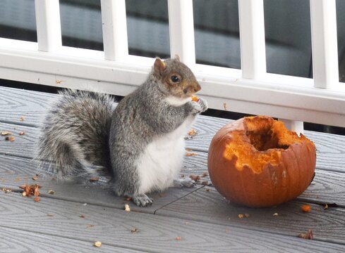 Ardilla en el deck comi&eacute;ndose una calabaza