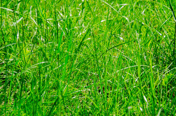 Long green grass in bright sunlight summer background.