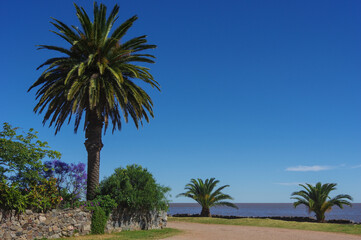 Obraz premium Palmiers près de l'océan à Colonia del Sacramento, Uruguay