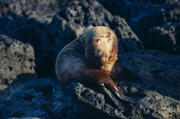a seal lying on rocks