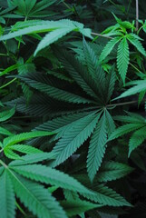 Fototapeta na wymiar Cannabis leaves of plant in vegetation state close up