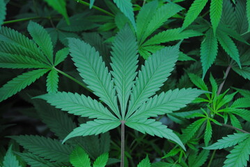 Cannabis leaves of plant in vegetation state close up