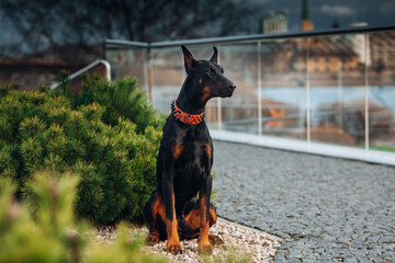 Beautiful brown doberman sitting at the city centre