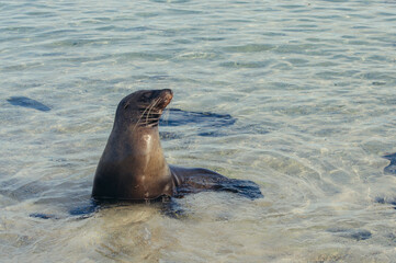 Obraz premium a dolphin in the water