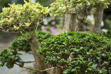 Fototapeta na wymiar Bonsai Plants with Blur or Bokeh Effect Photos.