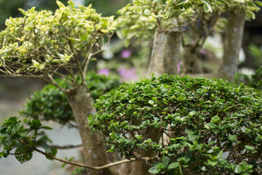 Bonsai Plants with Blur or Bokeh Effect Photos.