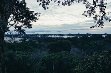 a forest with trees and hills