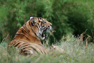 Obraz premium tired tiger yawning or roaring, lying on grass and relaxing