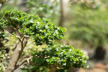 Bonsai Plants with Blur or Bokeh Effect Photos.