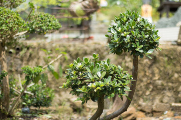 Fototapeta na wymiar Bonsai Plants with Blur or Bokeh Effect Photos.