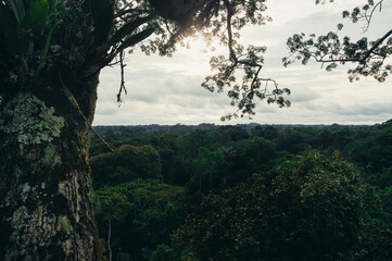 a view of a forest