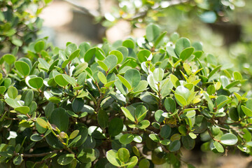 Bonsai Plants with Blur or Bokeh Effect Photos.