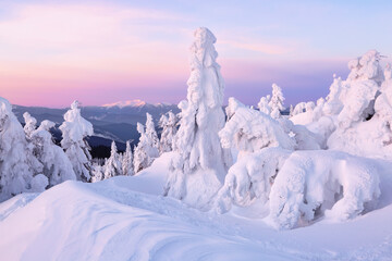 Amazing sunrise. Winter forest. Natural landscape with beautiful pink sky. High mountain. Snowy background. Location place the Carpathian, Ukraine, Europe.