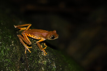 monkey tree frog