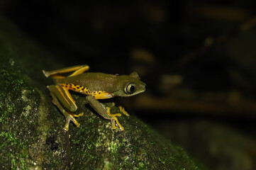 monkey tree frog