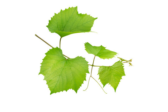 Grape branch with green fresh leaves and tendrils isolated on white