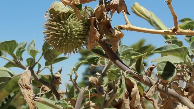 Green immature prickly trichromatic dehiscent capsule fruit of Sacred Moonflower, Datura Wrightii, Solanaceae, native hermaphroditic perennial subshrub in the margins of Twentynine Palms, Southern Moj