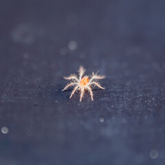 Przędziorek - makro pająka