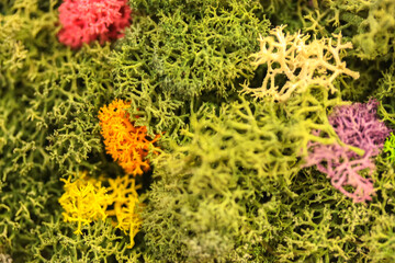Decorative stabilized multicolored moss close-up, green moss texture