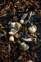 Seashells on the shore